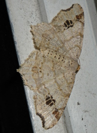 Common Angle Common Angle